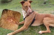 Brea is shaken despite being put on steroids and antibiotics